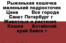 Рыженькая кошечка маленький подросточек › Цена ­ 10 - Все города, Санкт-Петербург г. Животные и растения » Кошки   . Алтайский край,Бийск г.